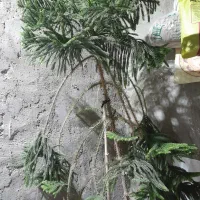 گل ودرخت طبیعی باقیمت مناسب|گل و گیاه طبیعی|قشم, |دیوار