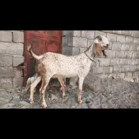 حیوانات میناب