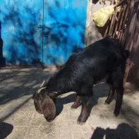 بز یک ساله ابست|حیوانات مزرعه|سلامی, |دیوار