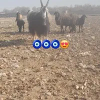 نربز .میش.بز.بره.