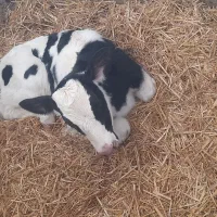 نیروی ماهر جهت کار در گاوداری شیری