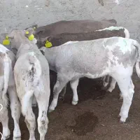خرید و فروش گوساله|حیوانات مزرعه|بندر ترکمن, |دیوار