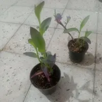 گل بنفشه