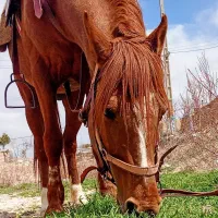 اسب ترکمن کورسی