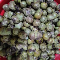 گردو سبز تازه محلی