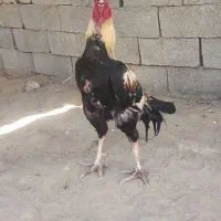 خروس|حیوانات مزرعه|چابهار, |دیوار