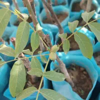 نهال گردو دیرگل تضمین مقاومت به سرما و باردهی بالا|خدمات باغبانی و درختکاری|میاندوآب, |دیوار