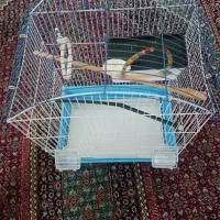قفس پرنده|لوازم جانبی حیوانات|سنندج, |دیوار