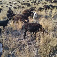 یک بره  ماده چاق سالم ۶۰کیلو