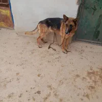 سگ ژرمن شپرد نر و ماده|سگ|لنجان, |دیوار