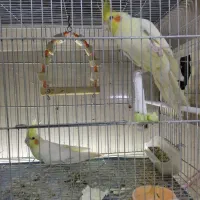 عروس هلندی ،کوتوله،مرغ عشق انگلیسی،فیشر|پرنده|مرند, |دیوار