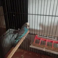 یک جفت مرغ عشق مولد|پرنده|ساری, |دیوار