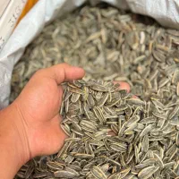 تخمه افتابگردان درجه ۱ از پخش ژیان پور