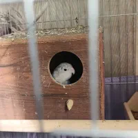 طوطی برزیلی بنفش|پرنده|تهران, دستغیب|دیوار