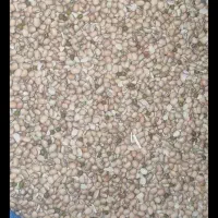 فروش لوبیا جیرفتی