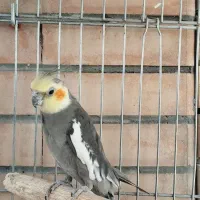 جفت عروس هلندی|پرنده|فولادشهر, مسکن مهر فولادشهر|دیوار