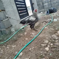 خروس دیلگونی