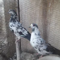 کبوتر پرشی