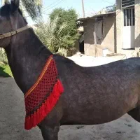 اسب مادیان|اسب و تجهیزات اسب‌سواری|شیراز, منصورآباد|دیوار