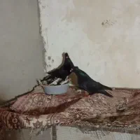 کبوتر زاغ چشم نوک