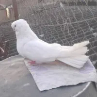 کبوتر سفید نوک ریز آس