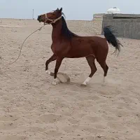 کره مادیان کره پلنگ قشقایی|اسب و تجهیزات اسبسواری|اصفهان, نقش جهان|دیوار