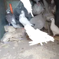 کبوترشهرستانی|پرنده|ساوه, |دیوار