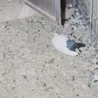 کفتر بم|پرنده|بم, |دیوار