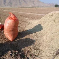 کاه لوبیاچیتی|لوازم جانبی حیوانات|خانمیرزا, |دیوار