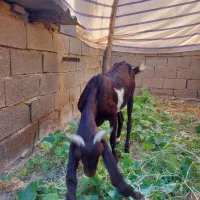 بزافغانی اصل|حیوانات مزرعه|هندیجان, |دیوار