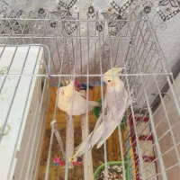 فروش یک جفت عروس هلندی