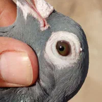 کبوتر ماده اردن