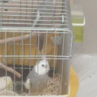 عروس هلندی وایت فیس مولد تضمینی