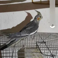 عروس هلندی گمشده
