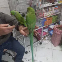 طوطی ملنگو نر چیکو کوکو صحبت کن دستی رام شاه تخم|پرنده|تهران, استاد معین|دیوار