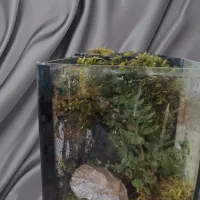 تراریوم هدیه ای خاص|گل و گیاه طبیعی|شاهرود, |دیوار