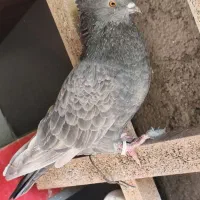 تعدادی تهرانی معاوضه با شهرستانی