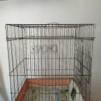 قفس سالم و بزرگ