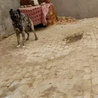 سگ گله ای ونگهبان|سگ|ساوه, |دیوار