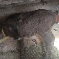 گاومیش|حیوانات مزرعه|کلیبر, |دیوار