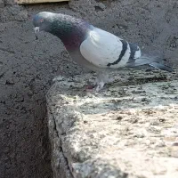 سبز بازیکن نر