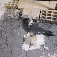 نامه بر همدانی|حیوانات|کرمانشاه, |دیوار