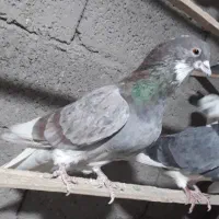 کفتر پرشی|پرنده|سیرجان, |دیوار