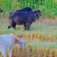 نربز .دره شهر