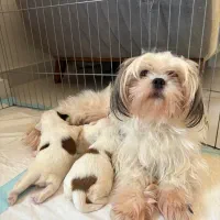 شیتزو سوپر فلت