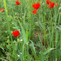 کره گوسفندی