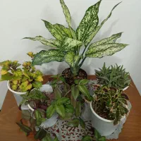 گل متنوع طبیعی