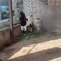 بزری|حیوانات مزرعه|میان جلگه, |دیوار