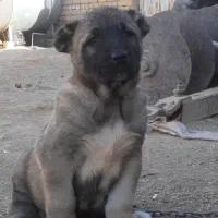 توله سرابی درجه یک|سگ|تهران, آبشار تهران (دریاچه)|دیوار