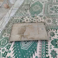 قفس پرنده بسیار محکم و بدون شکستگی|پرنده|سرپل ذهاب, |دیوار